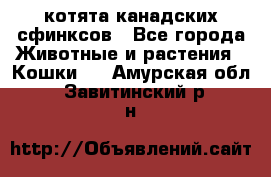 котята канадских сфинксов - Все города Животные и растения » Кошки   . Амурская обл.,Завитинский р-н